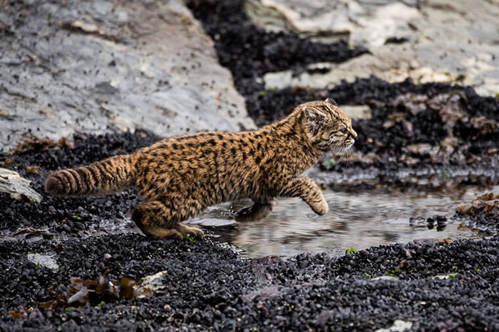 10 Jenis Kucing yang Sangat Jarang Ditemukan