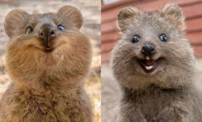 Mengenal Quokka, Hewan Paling Bahagia di Dunia yang Suka Difoto