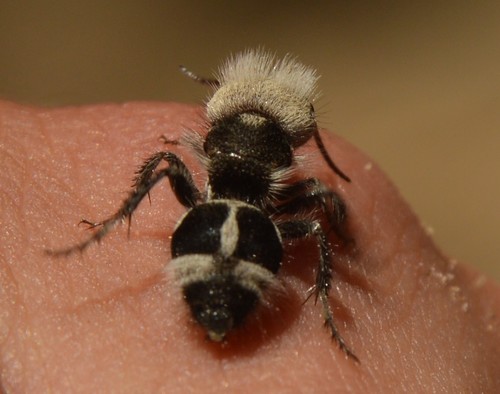 Hewan Semut Panda, Lebah Tanpa Sayap yang Sangat Beracun