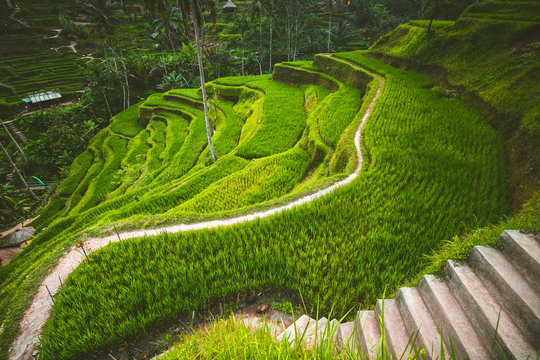 Sistem Irigasi Sawah di Bali yang Terlihat Indah