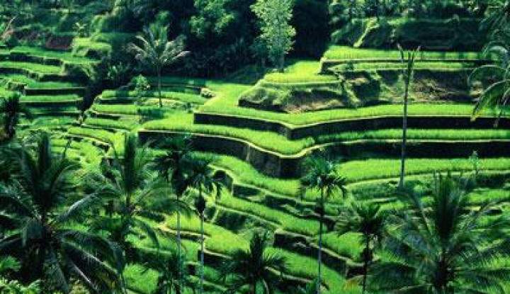 Tradisi Subak, Sistem Irigasi Sawah di Bali yang Terlihat Indah