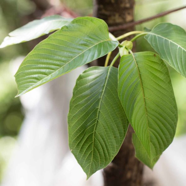 Get to know Kratom Leaf, a controversial sedative plant