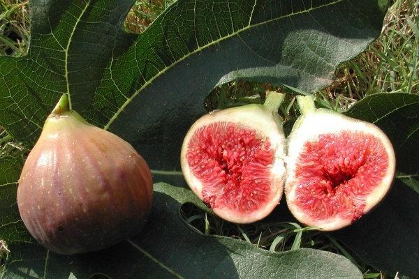 Getting to know figs, full of benefits and mentioned in the scriptures