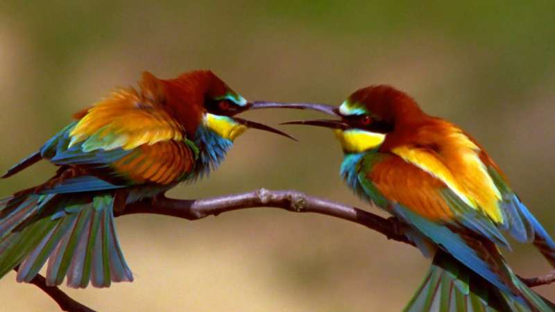 Gak Cuma Satu Warna, 10 Burung dengan Bulu Warna-Warni