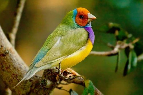 Gak Cuma Satu Warna, 10 Burung dengan Bulu Warna-Warni