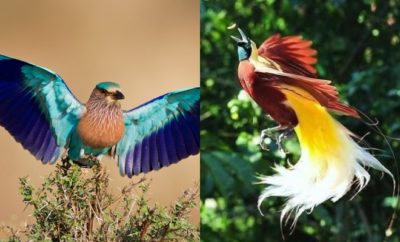 Gak Cuma Satu Warna, 10 Burung dengan Bulu Warna-Warni