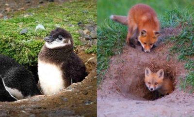 10 Hewan yang Hidup dengan Menggali Tanah, Ada Jenis Penguin