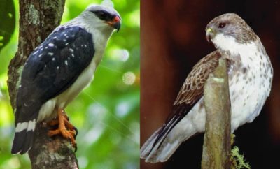 Bermata Tajam, 10 Jenis Elang yang Ada di Dunia