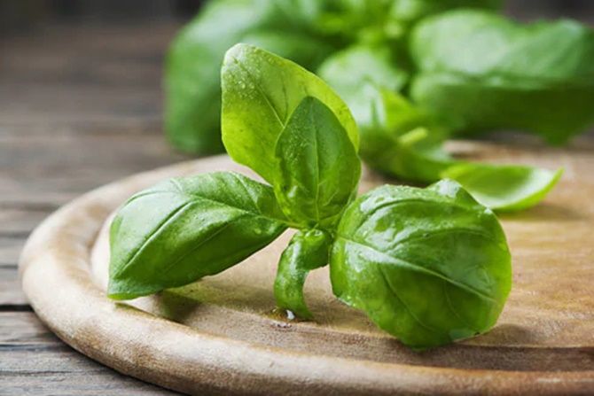 Mitos Daun Basil, Untuk Keberuntungan Hidup dan Umur Panjang