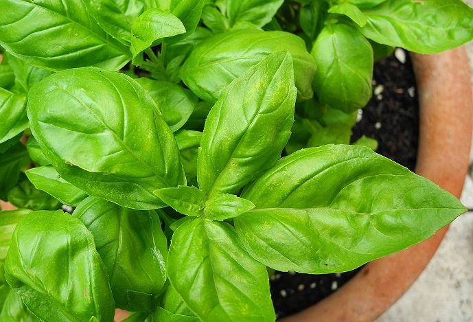 Mitos Daun Basil, Untuk Keberuntungan Hidup dan Umur Panjang