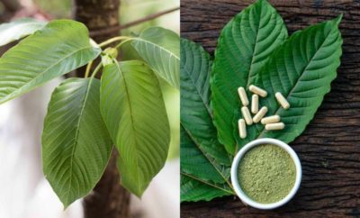 Mengenal Daun Kratom, Tanaman Obat Penenang yang Kontroversial