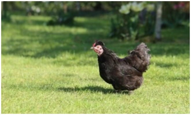 Dianggap Pembawa Sial, Ternyata Inilah 10 Fakta Unik Ayam Cemani