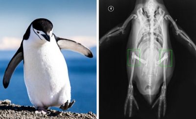 10 Fakta Menarik Tentang Penguin, Ternyata Punya Lutut Lho