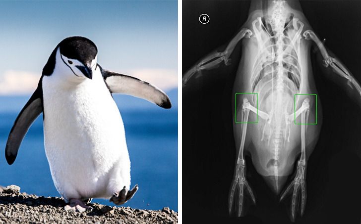 10 Fakta Menarik Tentang Penguin, Ternyata Punya Lutut lho