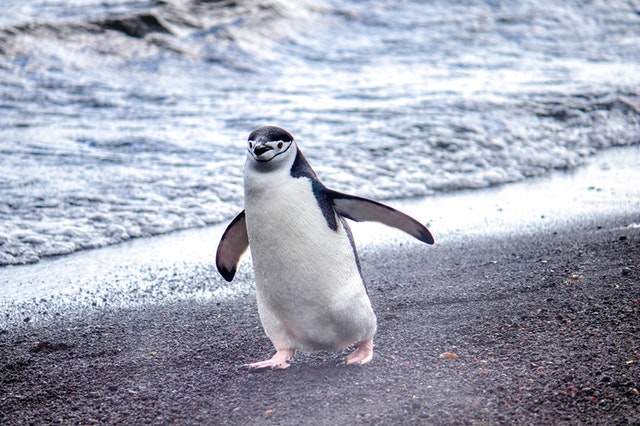 10 Fakta Menarik Tentang Penguin, Ternyata Punya Lutut lho