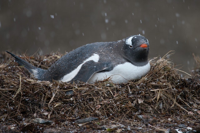 10 Fakta Menarik Tentang Penguin, Ternyata Punya Lutut lho