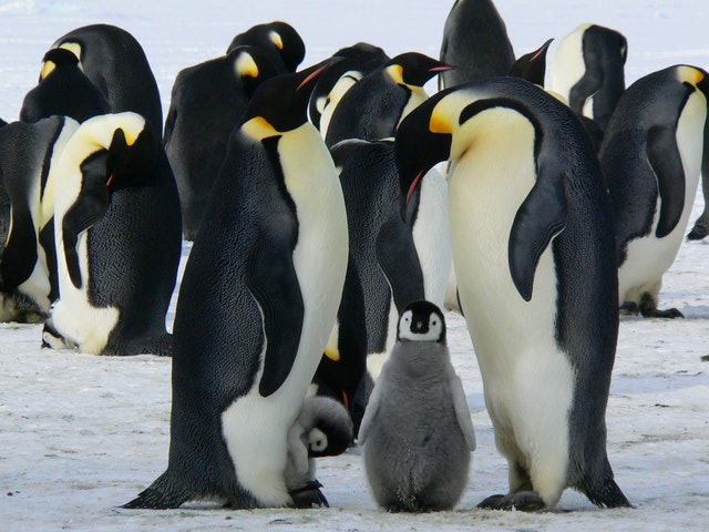 10 Fakta Menarik Tentang Penguin, Ternyata Punya Lutut lho