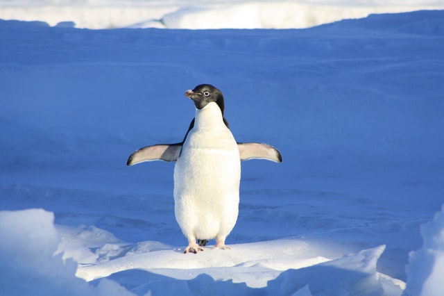 10 Fakta Menarik Tentang Penguin, Ternyata Punya Lutut lho