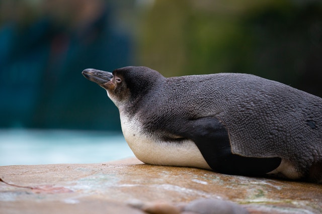 10 Fakta Menarik Tentang Penguin, Ternyata Punya Lutut lho