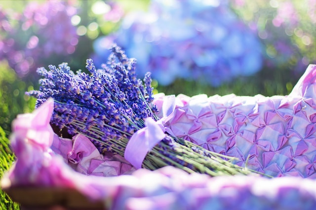 10 Cara Menggunakan Bunga Lavender Berdasarkan Feng-Shui, Mendatangkan Energi Baik