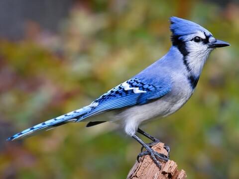10 Hewan Berwarna Biru yang Sangat Jarang Terlihat