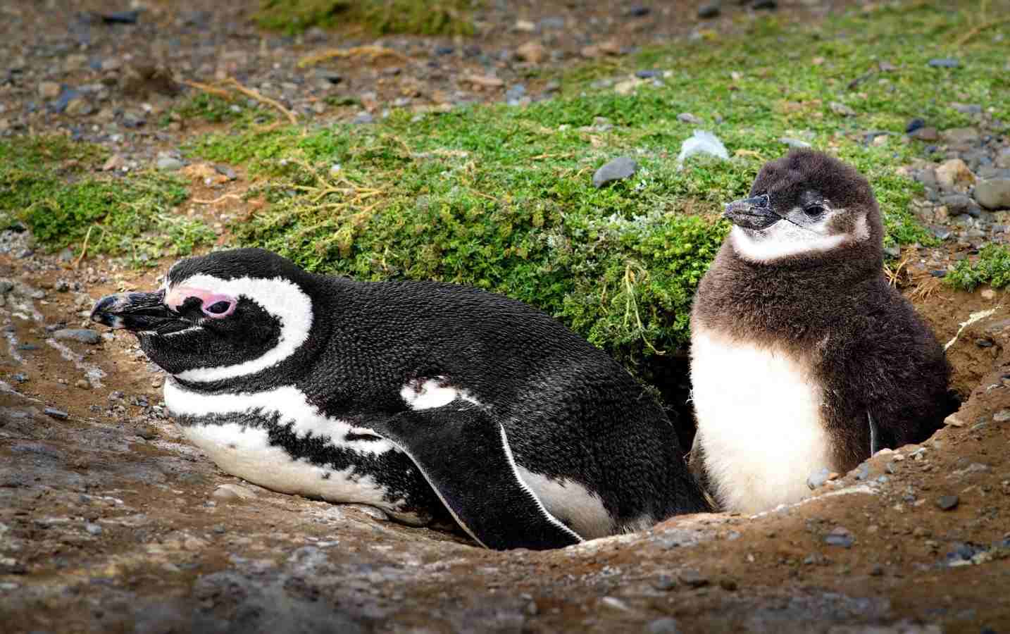 10 Hewan Yang Hidup Dengan Menggali Tanah, Ada Jenis-Jenis Penguin