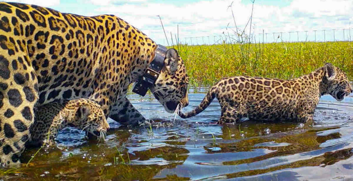 Ada Jaguar, 10 Hewan yang Ternyata Suka Tinggal di Lahan Basah