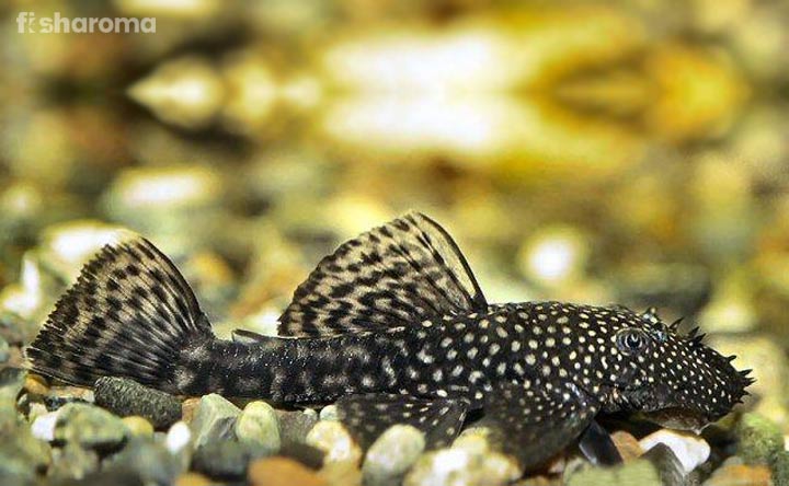 10 Macam Catfish, Ikan Lele Berkumis yang Ada di Dunia