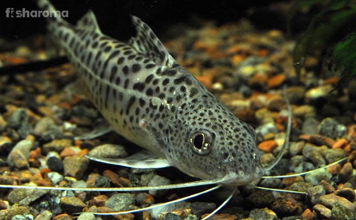 10 Macam Catfish, Ikan Lele Berkumis yang Ada di Dunia