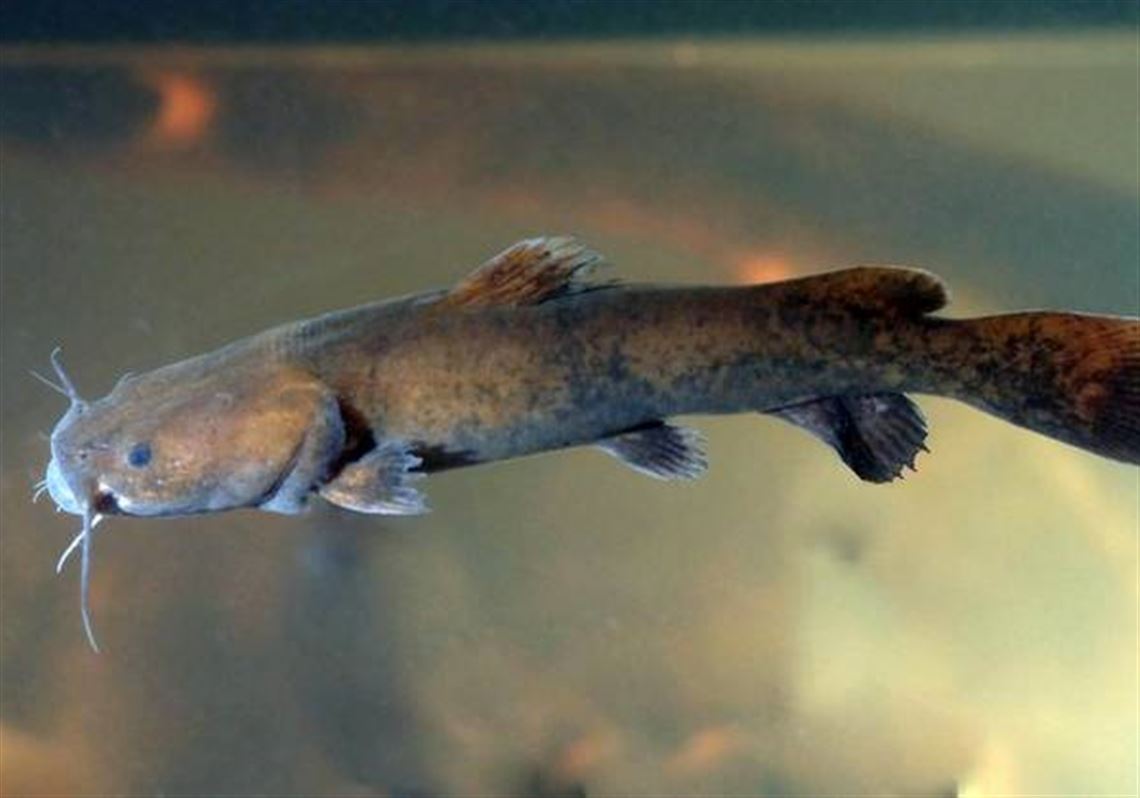 10 Macam Ikan Lele Berkumis yang Ada di Dunia