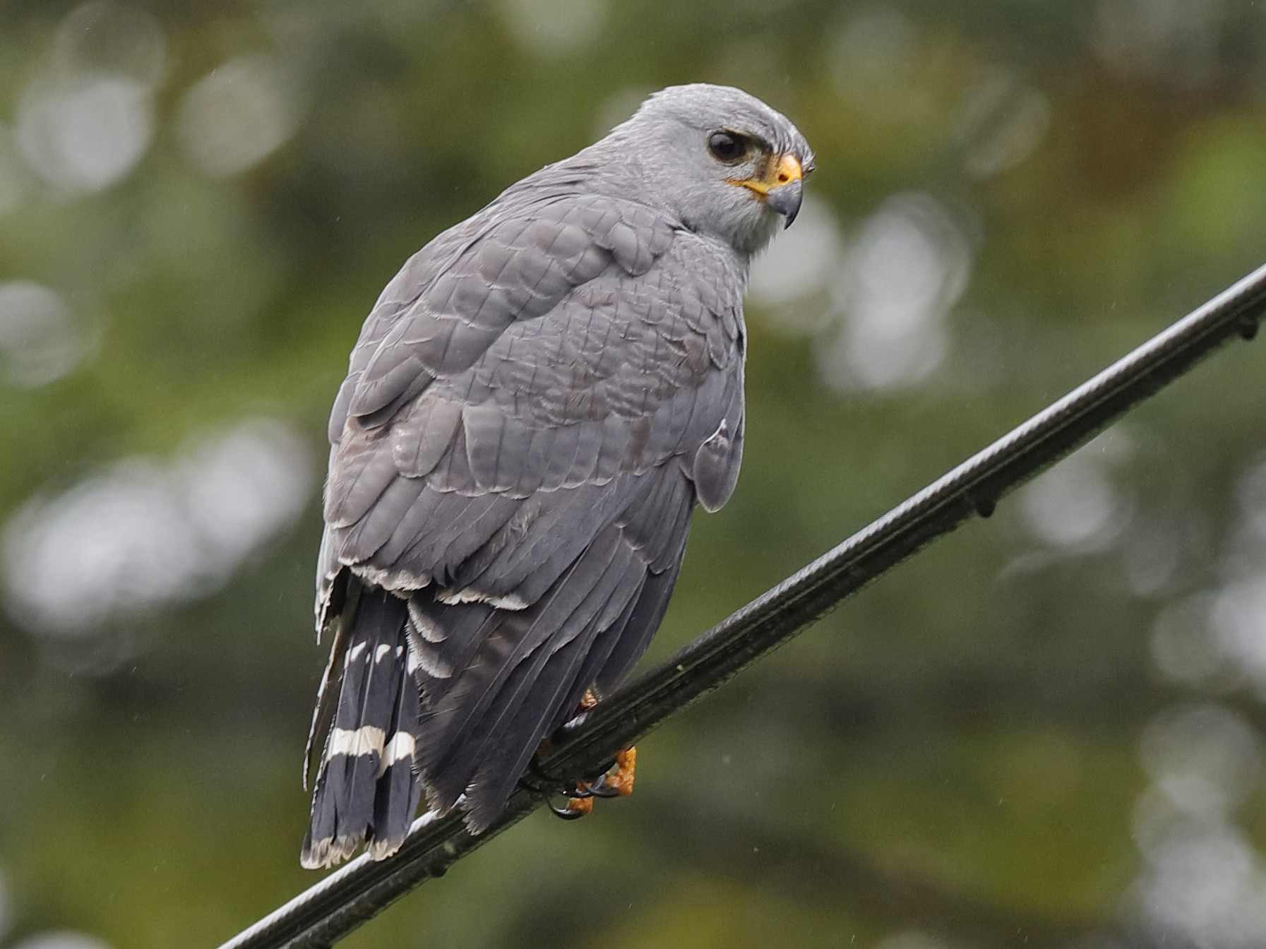 Bermata Tajam, 10 Jenis Elang yang Ada di Dunia