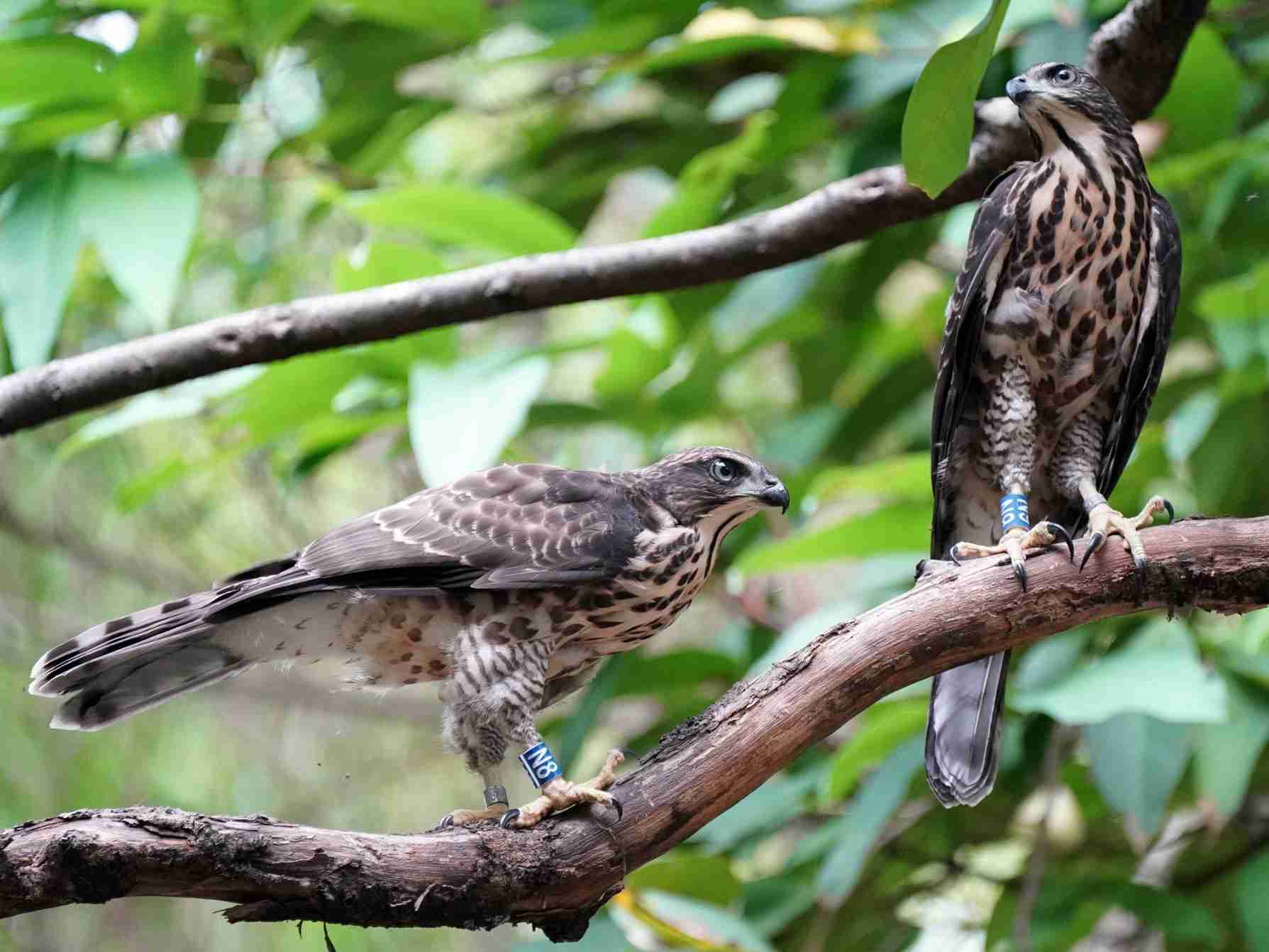 Bermata Tajam, 10 Jenis Elang yang Ada di Dunia