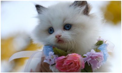 Rekomendasi Jenis Kucing yang Cocok Dipelihara. Berminat Mengadopsinya?