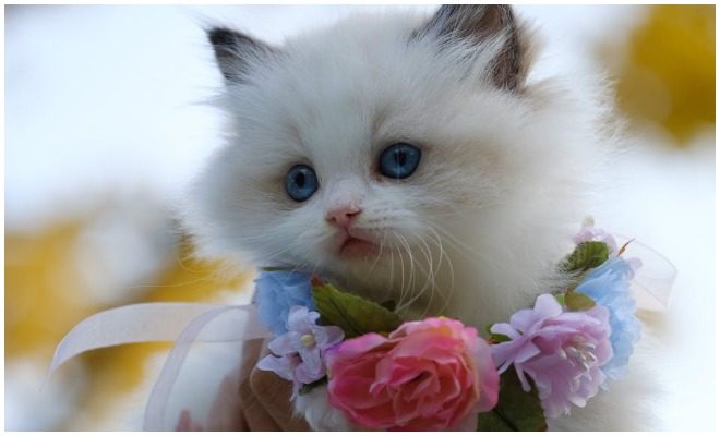 Rekomendasi Jenis Kucing yang Cocok Dipelihara. Berminat Mengadopsinya?