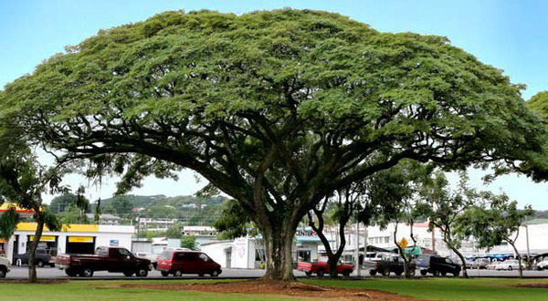 Pohon Kalpataru, Lambang Kehidupan yang Bernilai Spiritual