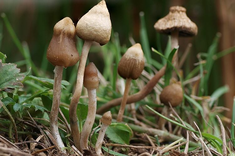 magic mushroom fungipedia - Magic Mushroom, Jamur Ajaib yang Bisa Memicu Halusinasi