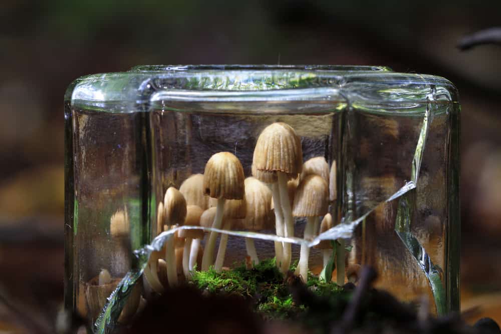 magic mushroom hellosehat - Magic Mushroom, Jamur Ajaib yang Bisa Memicu Halusinasi