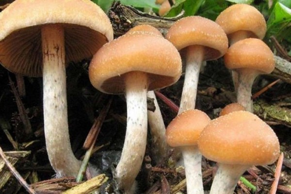 Magic Mushroom, Jamur Ajaib yang Bisa Memicu Halusinasi