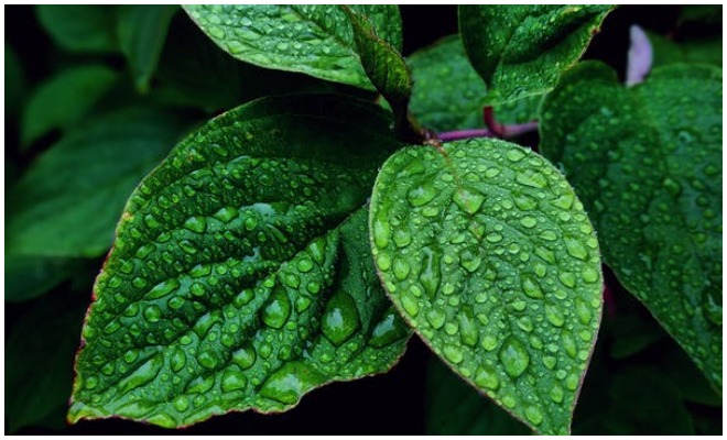 Rich in Benefits, Here's a Row of Spearmint Leaf Functions.  Interested in trying?