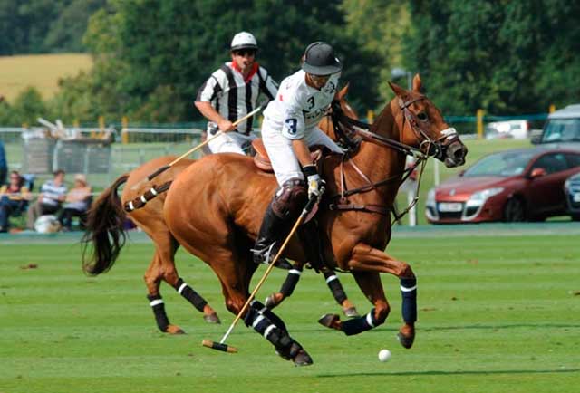 Polo: history, field size, rules of the game and important terms 