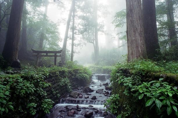 Mengenal Terapi Shinrin-yoku, Tradisi Jepang Berjemur di Hutan