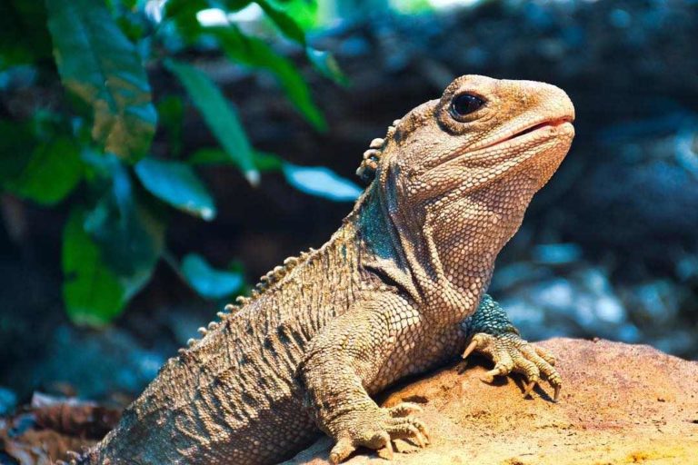 10 Hewan dengan Usia Terpanjang, Ada yang Sampai Ribuan Tahun