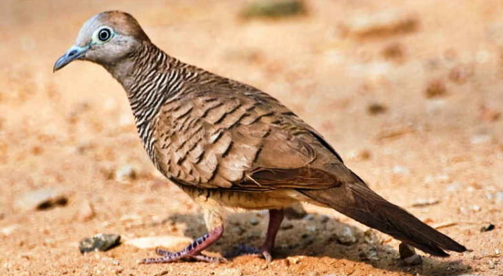 Mitos Burung Perkutut, Sumber Ketenangan Orang Jawa Kuno