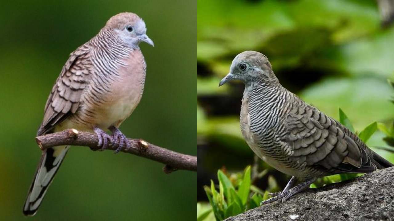 Burung Perkutut Pengusir Jin