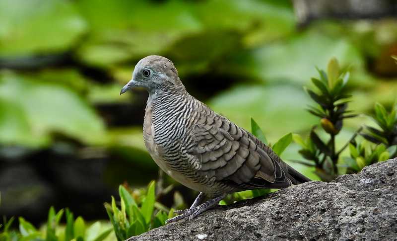 Mitos Burung Perkutut, Sumber Ketenangan Orang Jawa Kuno