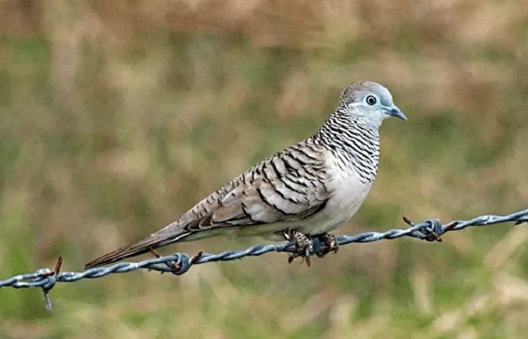 Mitos Burung Perkutut, Sumber Ketenangan Orang Jawa Kuno