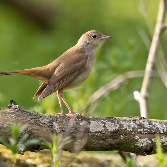 9 Jenis Burung yang Bisa Nyanyi Malam Hari