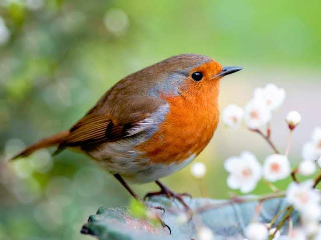 9 Jenis Burung yang Bisa Nyanyi Malam Hari