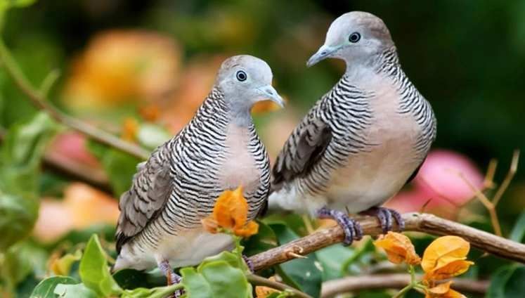 Mitos Burung Perkutut, Sumber Ketenangan Orang Jawa Kuno