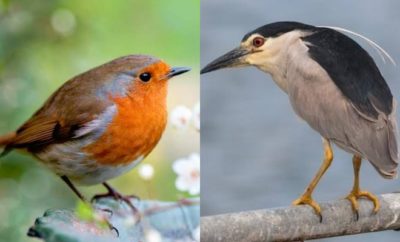 9 Jenis Burung yang Bisa Nyanyi Malam Hari